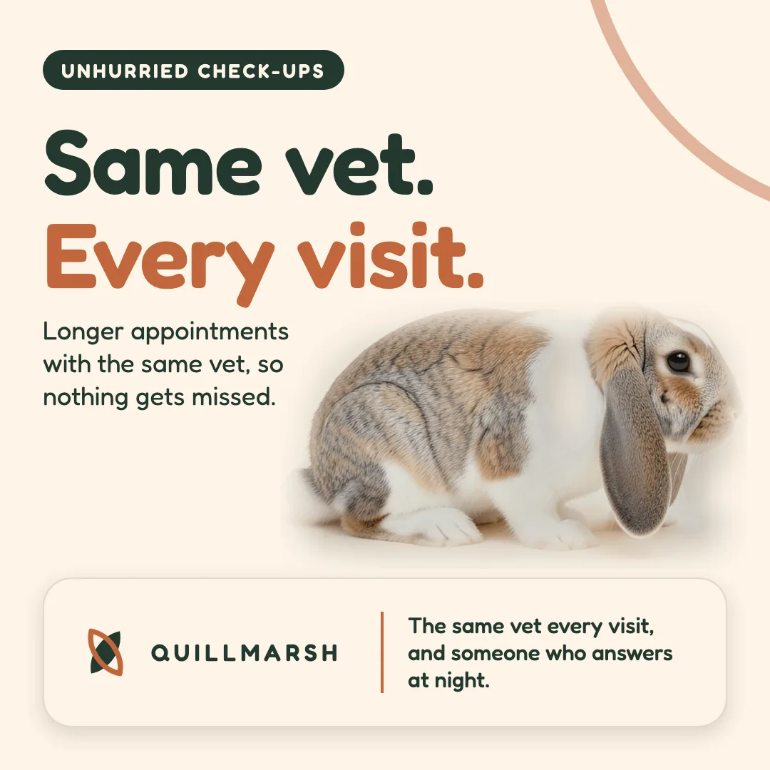 A Quillmarsh vet ad with the headline Same vet. Every visit. beside a small lop-eared rabbit on a cream background.