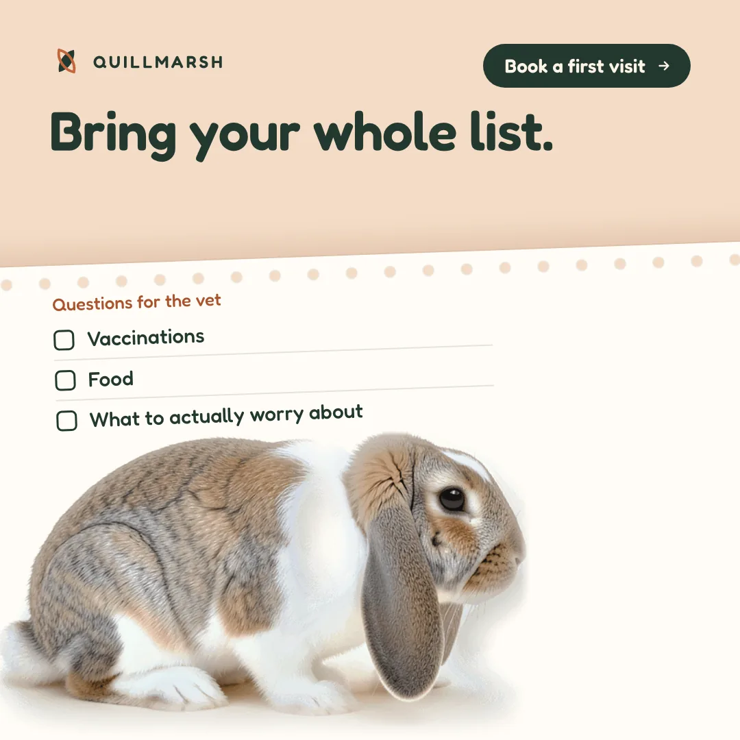 A Quillmarsh vet ad with the headline Bring your whole list above a notepad checklist of questions for the vet and a rabbit sitting on the page.